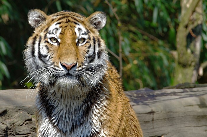 Tiger sitting on a log