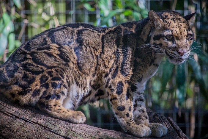 Clouded leopard on a log
