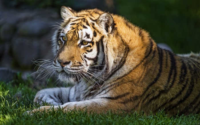 Tiger lying on grass