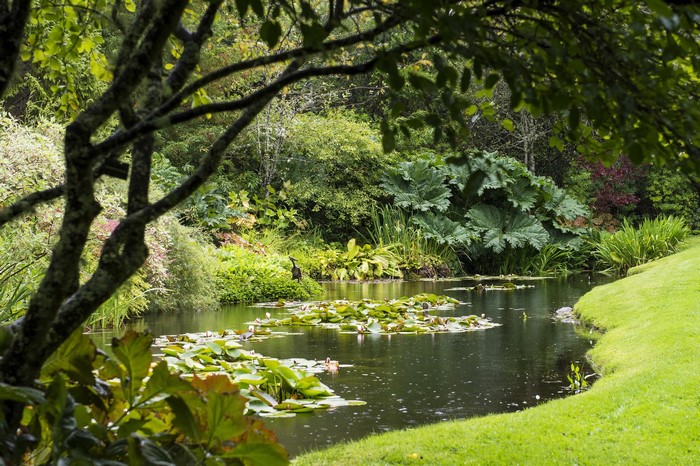 Pond with water lilies and lush greenery in Scotland