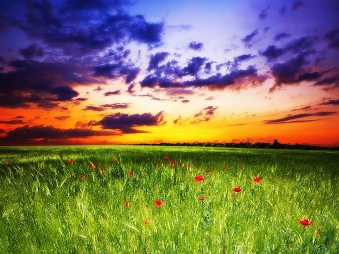 Field of poppies under a dramatic sunset sky