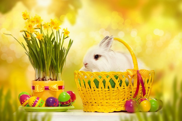 Easter bunny with daffodils and painted eggs