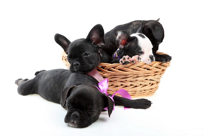 Four French Bulldog puppies in a wicker basket