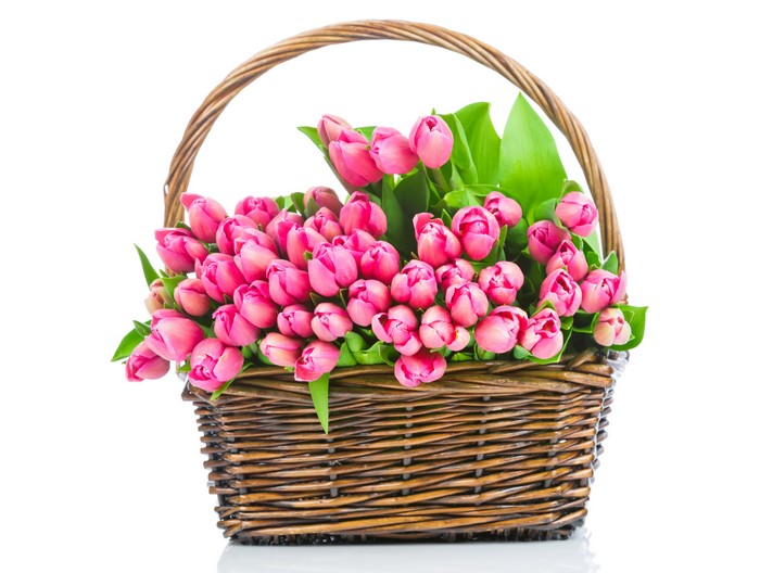 Pink Tulips in a Wicker Basket