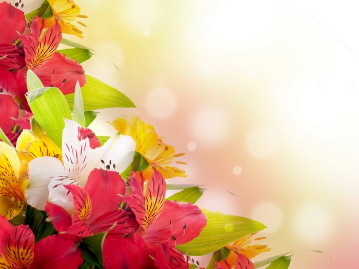 4K Alstroemeria Flowers