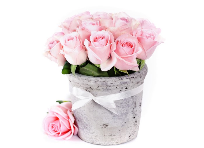 Pink Roses in a Pot with a Single Rose