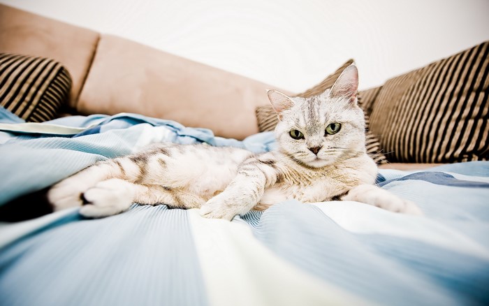 A silver tabby cat lies on a bed