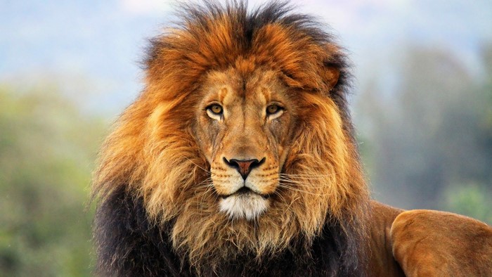 Close-up of a male lion's face