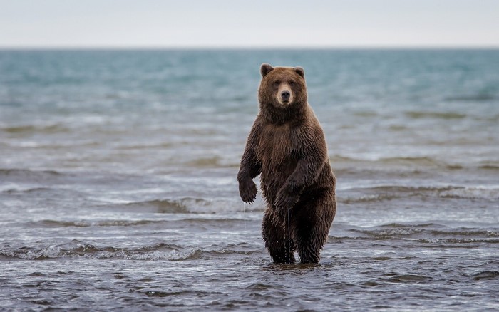 Brown bear standing in water