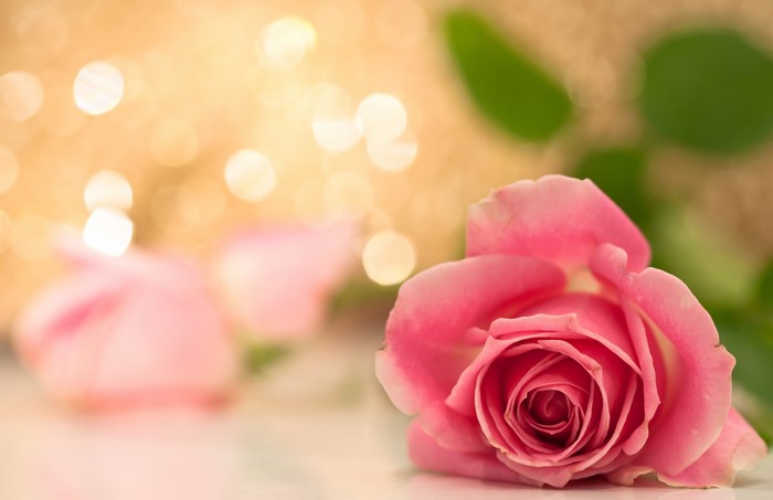 Pink Roses with Bokeh Background