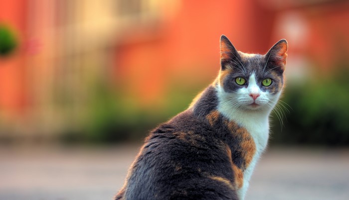 Calico cat with green eyes looking at the camera