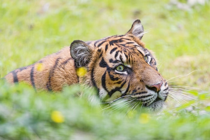 Tiger looking to the right in green grass