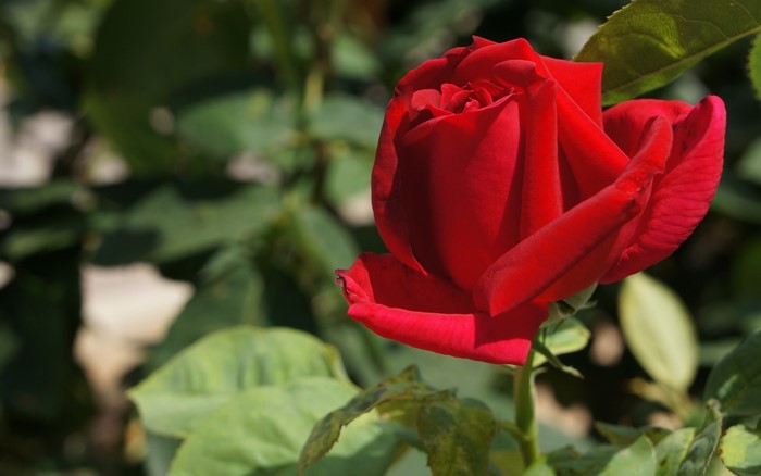 Red Rose in Bloom