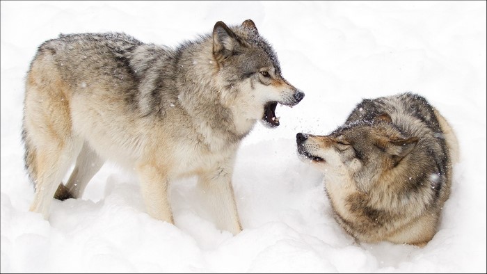 Two wolves interacting in the snow