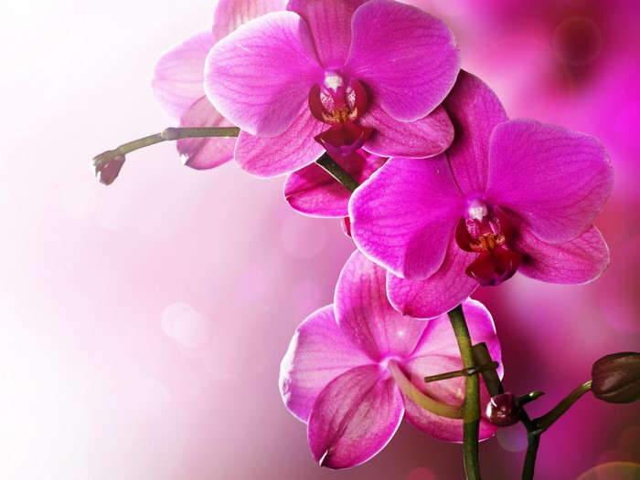 Pink Orchids Closeup 4K