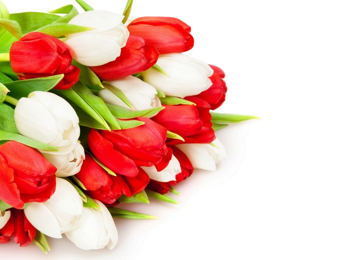 Red and White Tulips