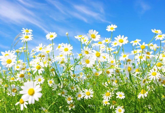 Field of white daisies under a blue sky