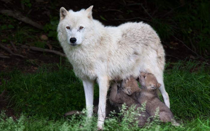 White wolf nursing cubs in a forest