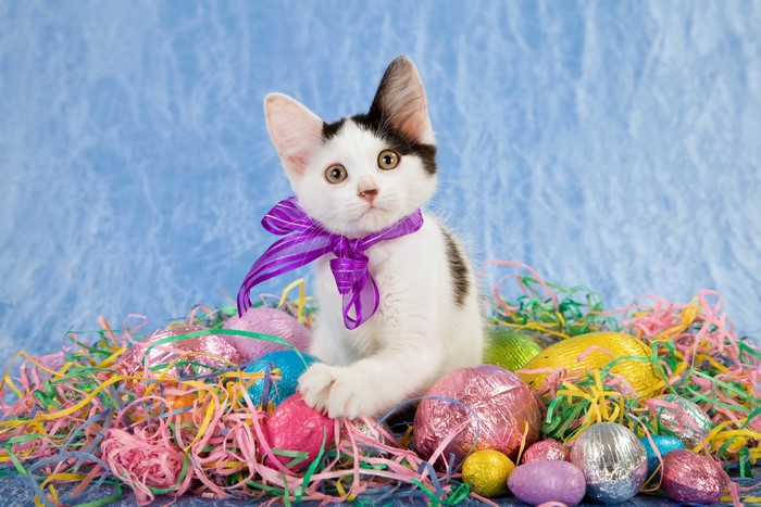 Kitten with Easter Eggs and Purple Bow