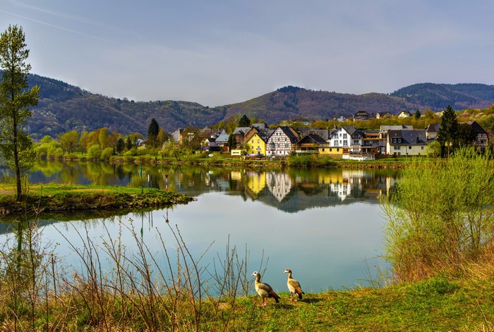 Village on a river in Senheim, Germany with birds