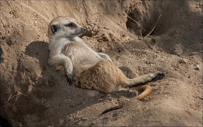 Meerkat relaxing on sandy ground