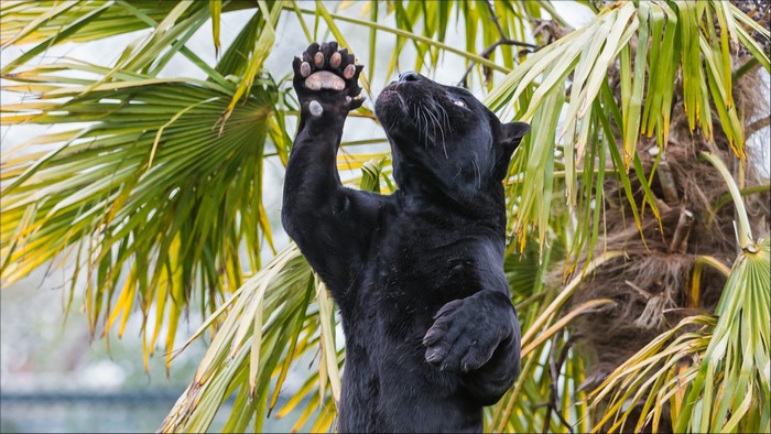 Black panther reaching up in palm trees