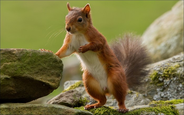 Red squirrel on mossy stones