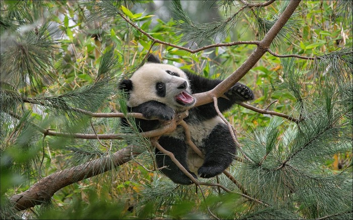 Panda yawning on tree branches