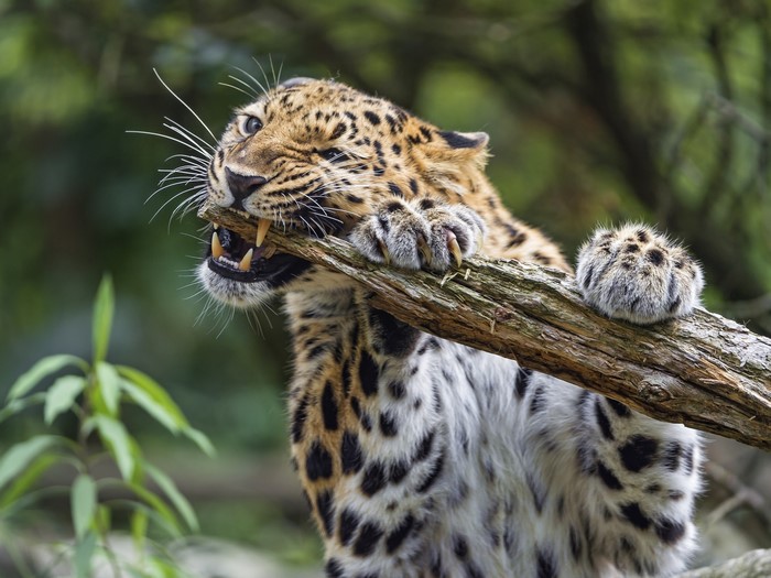 Leopard biting a tree branch