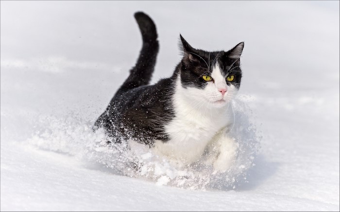 Black and white cat running through snow