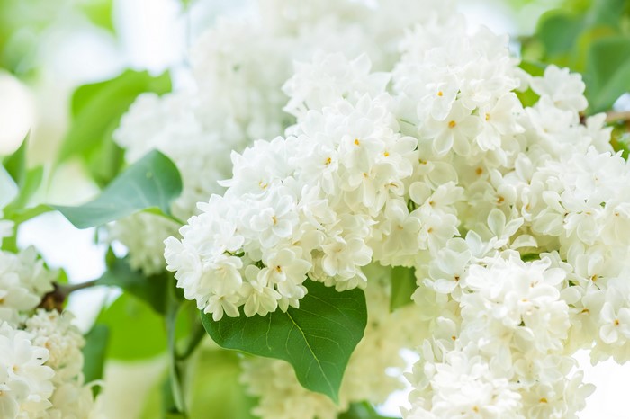White Lilac Flowers