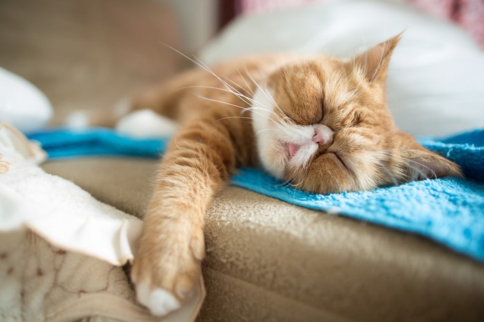 Orange cat sleeping on a blue towel
