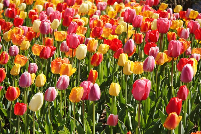 Field of colorful tulips in bloom