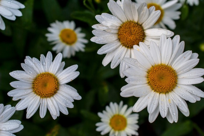 Close-up of white daisies with water droplets