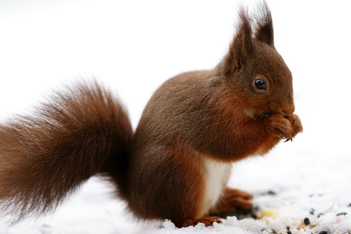 Red Squirrel Eating Seeds in Snow