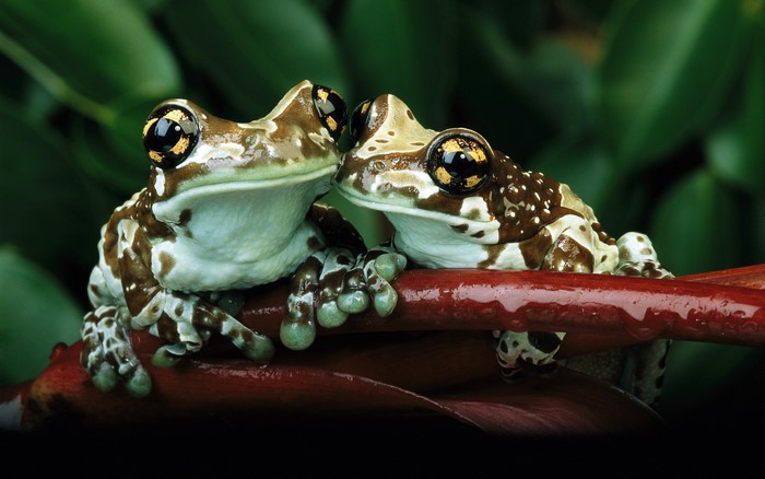 Two Milk Frogs on a Red Branch