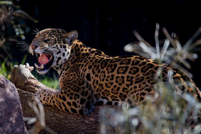 Jaguar roaring on a log