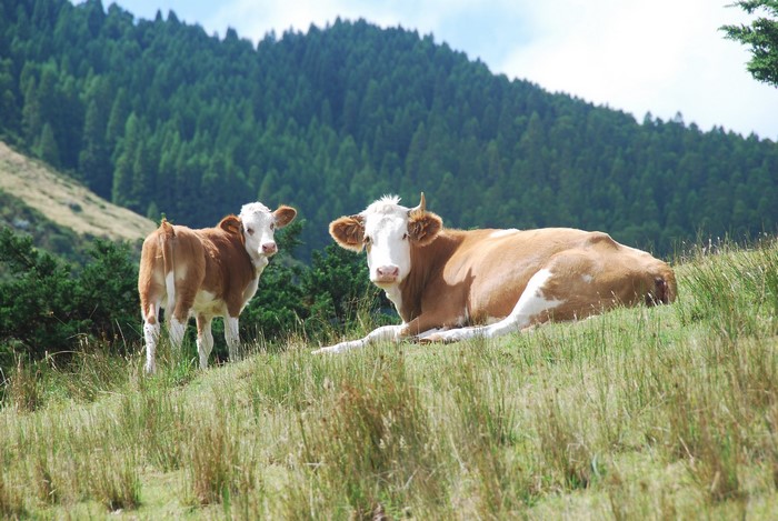 Two cows in a grassy mountain landscape