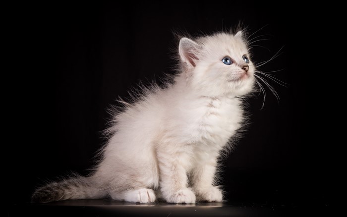 Fluffy white kitten with blue eyes on black background