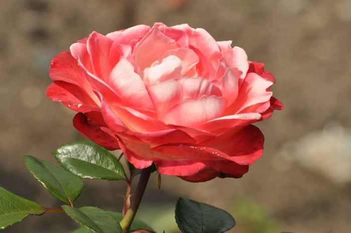 4K Red Rose Closeup