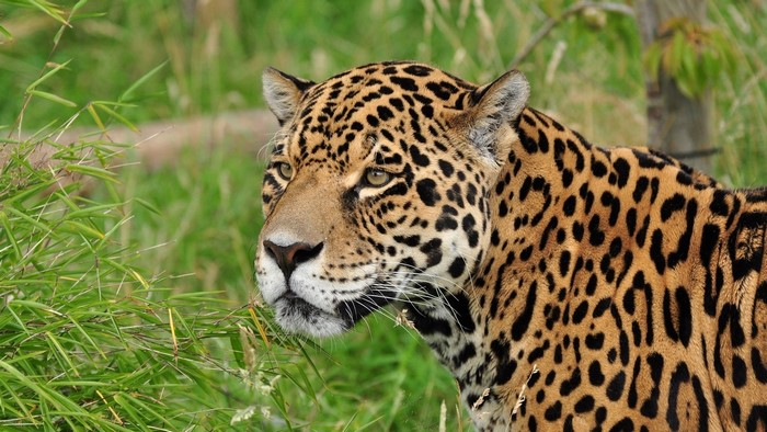 Jaguar in tall green grass