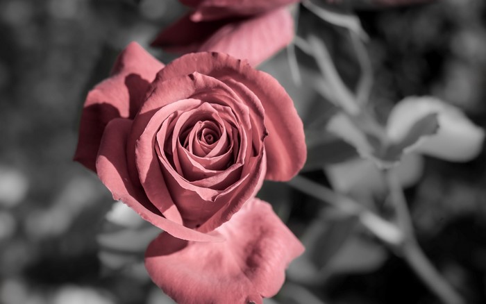 Close-up of a pink rose