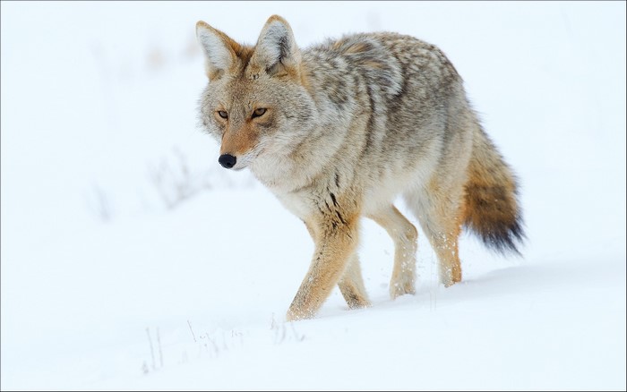 Coyote walking in the snow