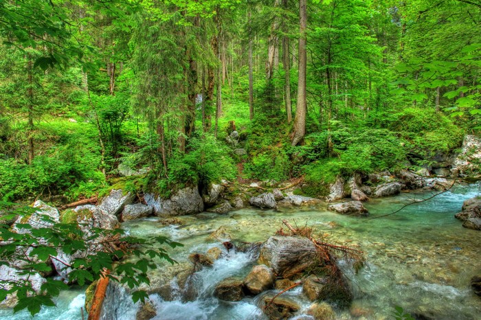 Forest stream with rocks and trees in Bavaria, Germany
