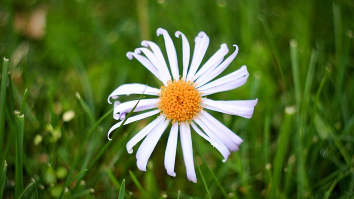 White daisy with orange center on green grass