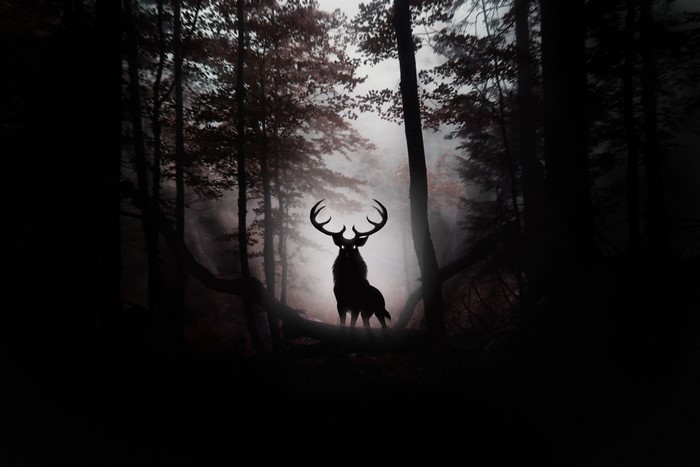 Silhouette of a deer with large antlers in a foggy forest