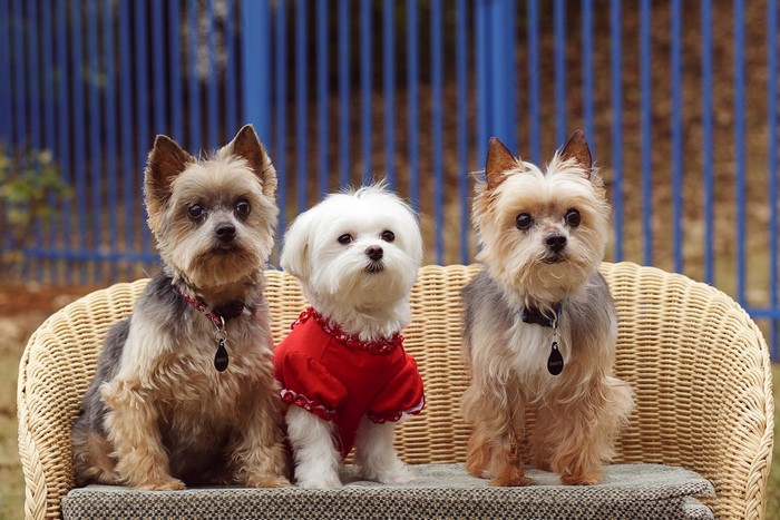 Three small dogs sitting on a wicker chair