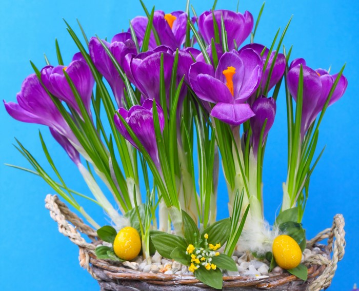Purple Crocuses and Easter Eggs in a Basket