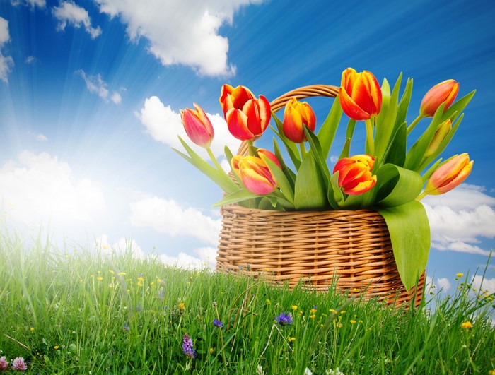 Tulips in a Wicker Basket on Grass Under Sky