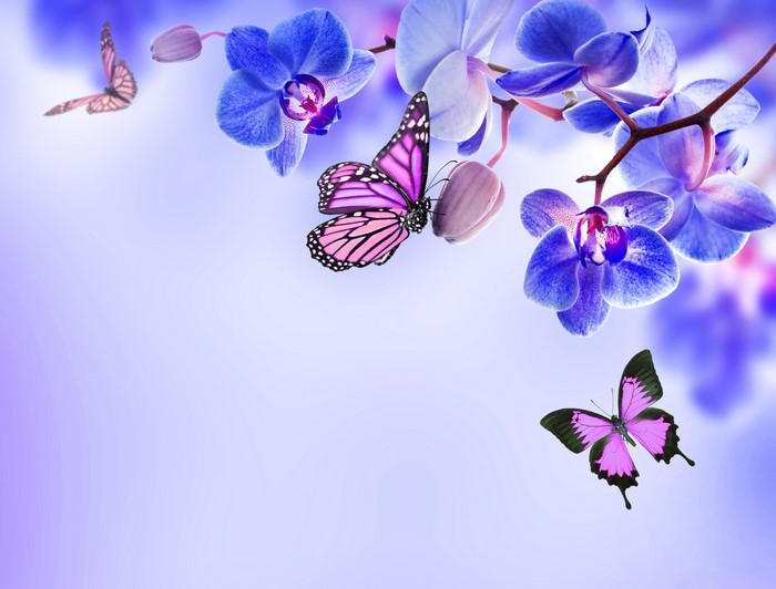Blue Orchids and Pink Butterflies